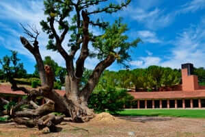 Monumental trees of Catalonia (Roble De Can Codorniu)