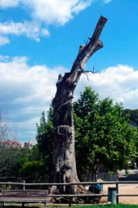 Árboles monumentales de Cataluña (Roble De Can Oriol)