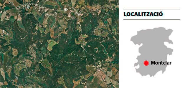 Buscando setas en el Berguedà y el Solsonès (Los Pinares Del Plan De Montclar)