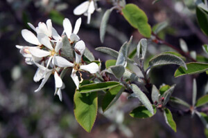 r162-Amelanchier-ovalis