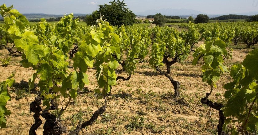 2 itinéraires le long du chemin de Monastrell