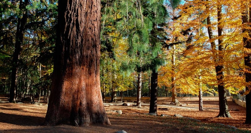 Arbres monumentals de Catalunya