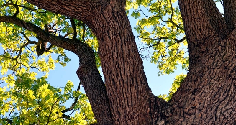 Arrelats: unique and monumental trees