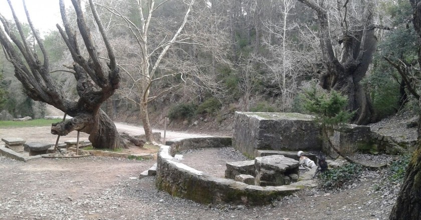 Paradise Forest in La Llacuna