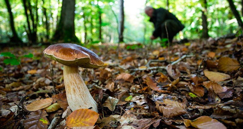 Looking for mushrooms in Berguedà and Solsonès