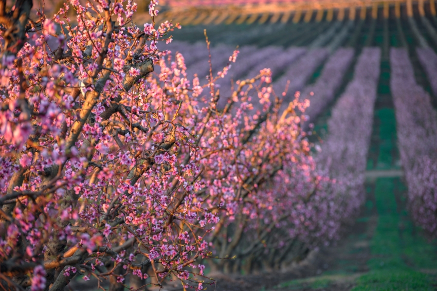 From the murals of Torrefarrera to the flowering fields of Alcarràs in electric car