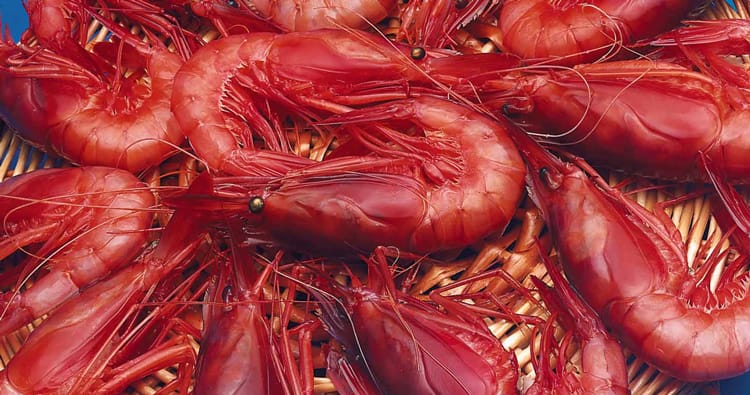 Discovering the Palamós prawn