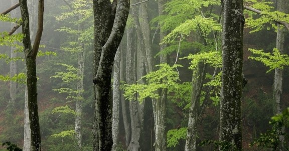 The Ribera forest in Santa Maria d'Oló