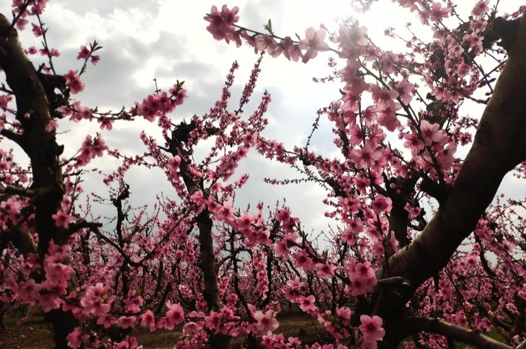 Floraison dans le verger de Lleida