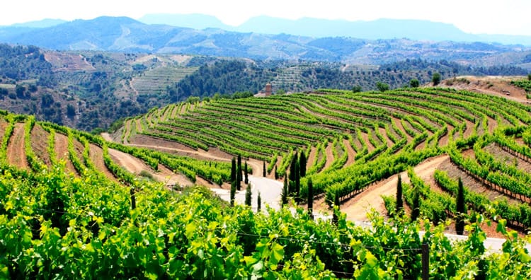 Les terres del vi del Priorat