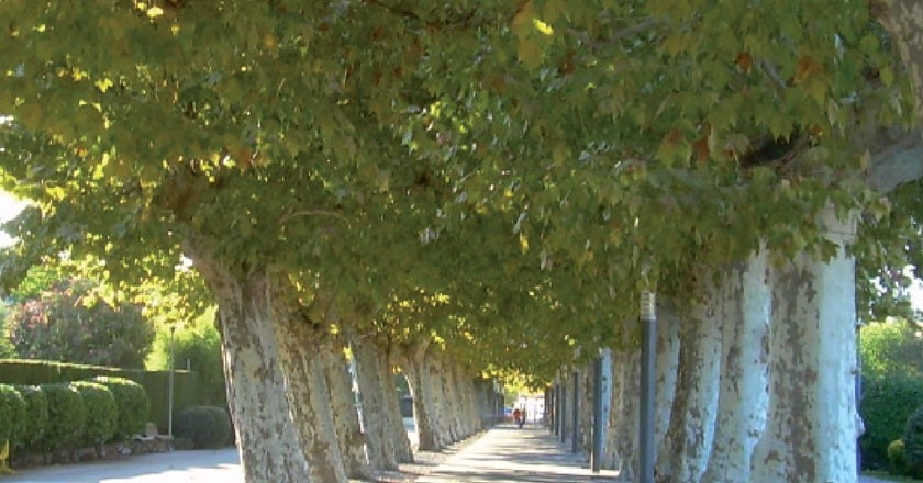 Promenade des arbres de Santa Maria de Palautordera