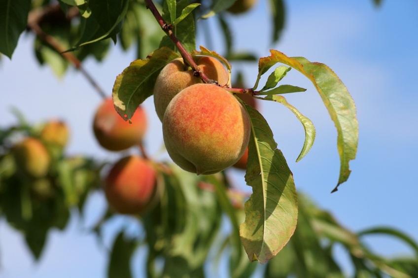 Produits alimentaires biologiques à l'Horta de Lleida