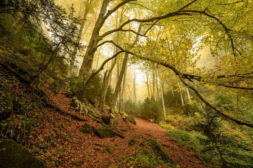 Ruta circular al Puig de l'Àliga i la Fageda de la Grevolosa des del coll de Bracons