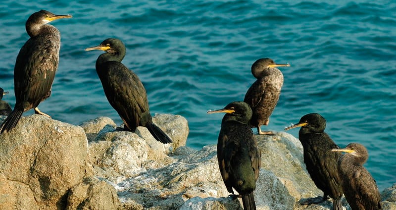 Shag itinéraire pour Calella