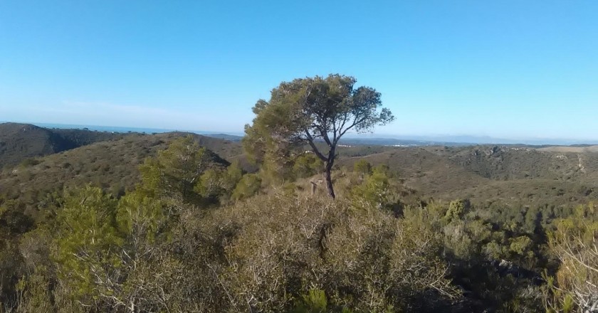 Ruta del pino solitario en Roda de Berá