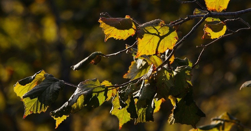 Route through the hazelnut landscapes