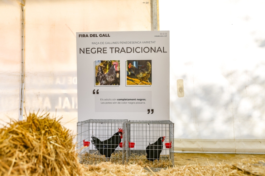 Feria del Gallo de Vilafranca del Penedès 2024 (Fira Del Gall 2023 0135)