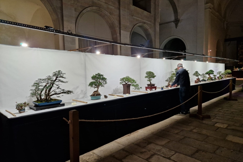 È bo, è mel i Exposició de flors a Banyoles (Bonsai Exposicio)