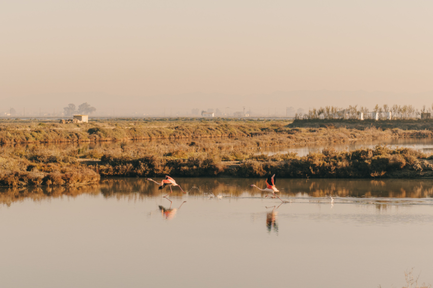 Posta de sol entre flamencs a MónNatura Delta de lEbre (Posta De Sol Entre Flamencs 27)