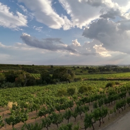 2ème Visite guidée au temps des vendanges à Subirats