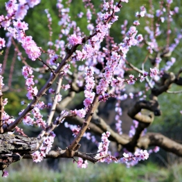 2nd Guided walk in Flowering Time in the land of the Peach of&#8230;