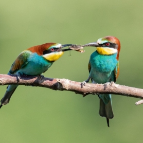 3 de març, dia Mundial de la Natura