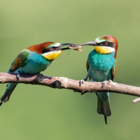 3 de marzo, Día Mundial de la Naturaleza