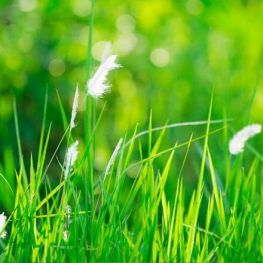 5 juin, Journée mondiale de l&#39;environnement