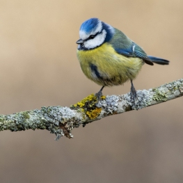 World Bird Day activity in Fogars de la Selva