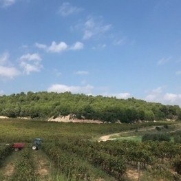Activity "3 parcel les, 3 wines, 3 pairings" at celler Sumarroca