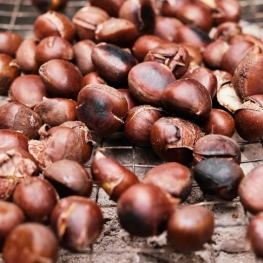 Popular chestnut in Campllong