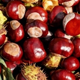 Popular chestnut in L'Estany