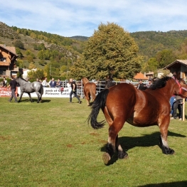Regional Catalan Pyrenean Horse Competition in Llanars