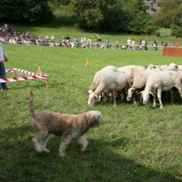 Perros d&#39;Atura Contest and the Sheep Fair in Llavorsí