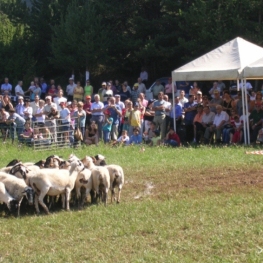 Concours d'atura canin au Montnou à Odèn