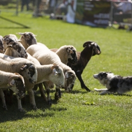 Concurso de Perros Pastores en la Vall de Ribes