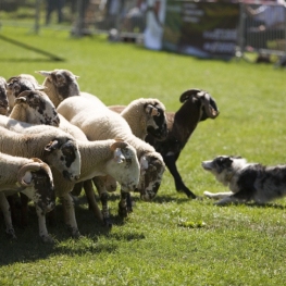 Concurso de Perros de Atura de la Vall de Ribes