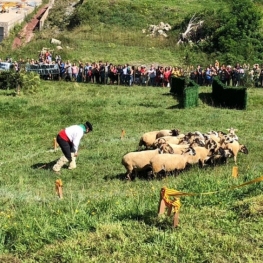 International High Dog Competition of Castellar de n&#39;Hug