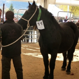 National Catalan Pyrenean Horse Competition in La Torre de Capdella