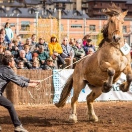 National contest of the Catalan Pyrenean horse in Puigcerdà