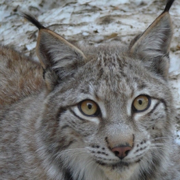 Coneix la Fauna dels Pirineus amb MónNatura Pirineus