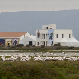 Delta Birding Festival