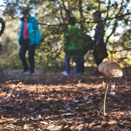 Mushrooms with different eyes, in La Garriga