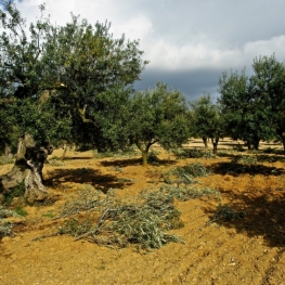 'It's time for olives, it's time for oil' in Olesa de Montserrat