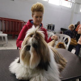 Valls Dog Show