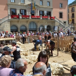 Wool festival and wedding in the field of Ripoll