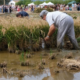 Rice harvesting festival in Amposta