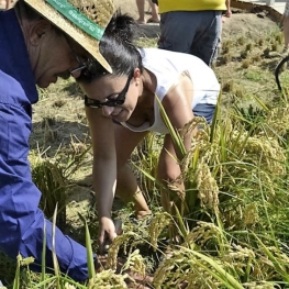 Rice Harvest Festival in Sant Jaume d&#39;Enveja