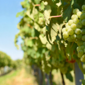 Fête des Vendanges dans le Penedès