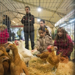 Foire aux volailles de race Prat à El Prat de Llobregat